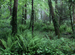 Forest, woodland and scrub